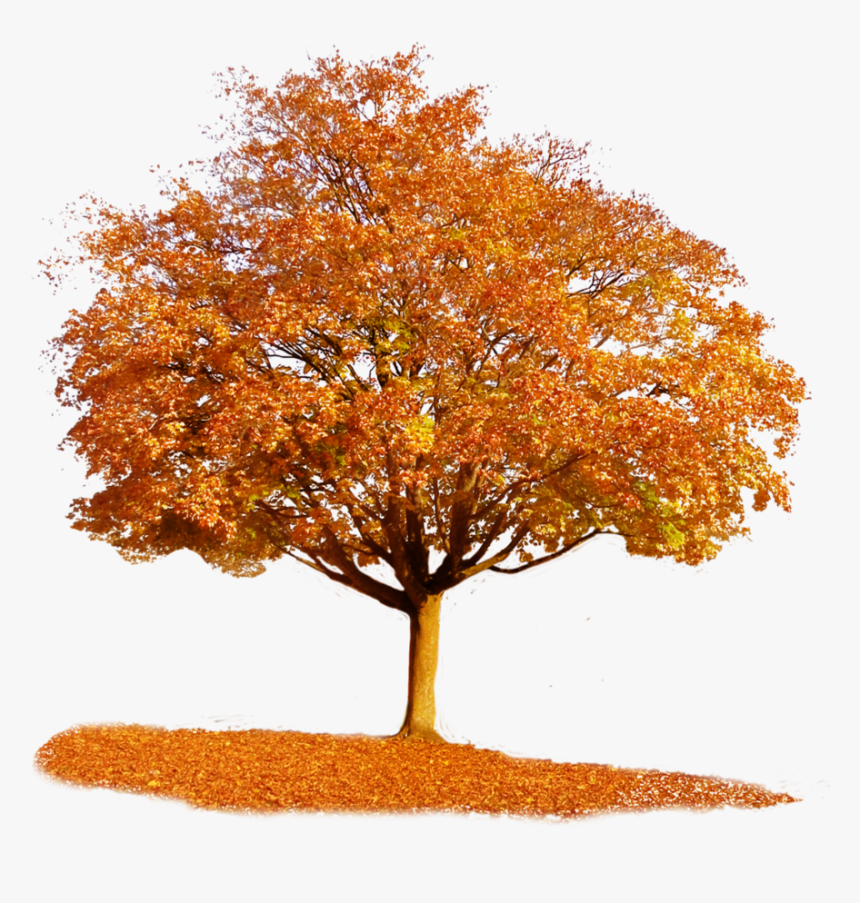 Transparent Fall Tree Clipart - Fall Tree Transparent Background, HD Png Download, Free Download