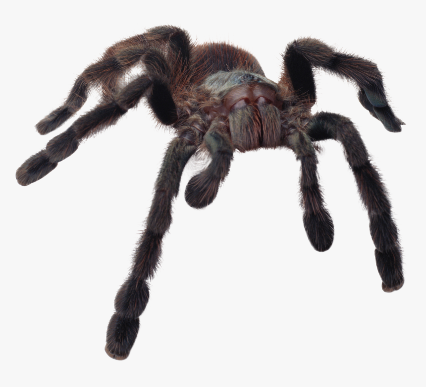 Banner Freeuse Stock Spider Png Images Free - Scary Spider Transparent Background, Png Download, Free Download