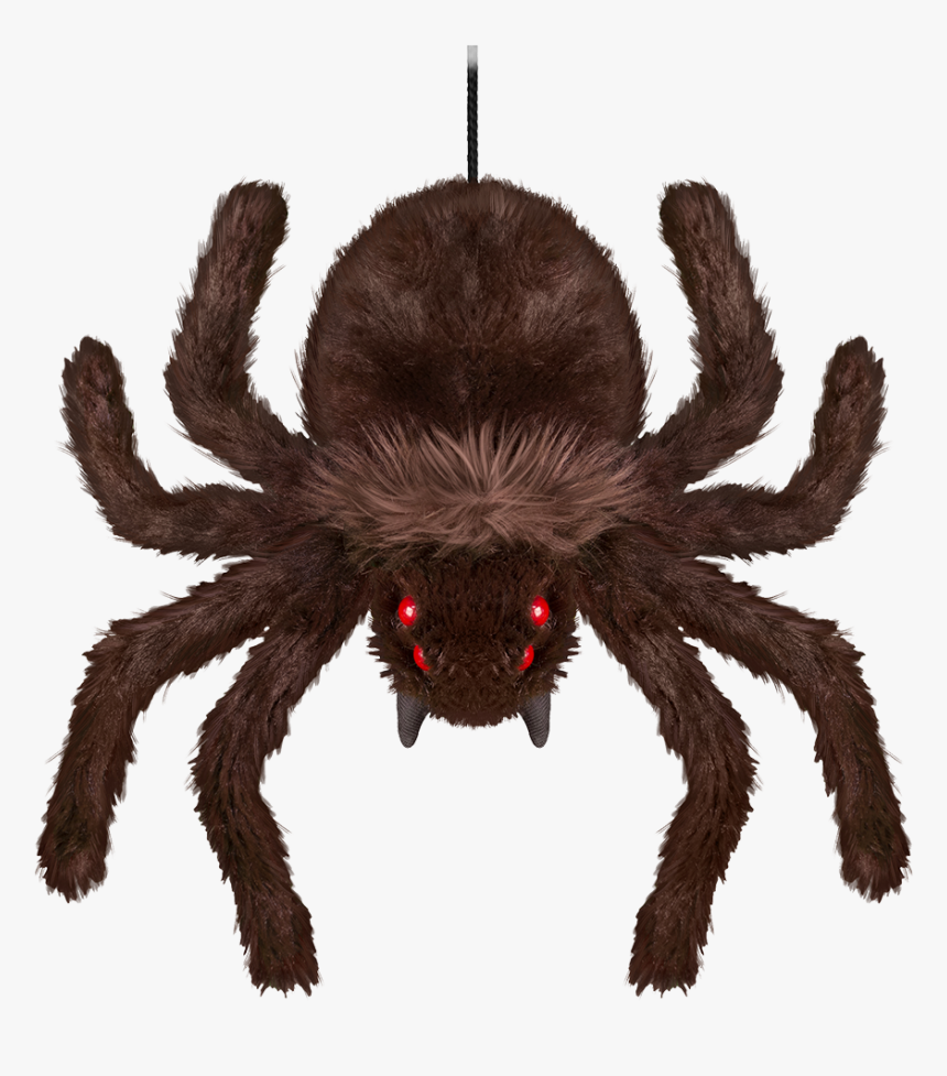 Tarantula, HD Png Download, Free Download