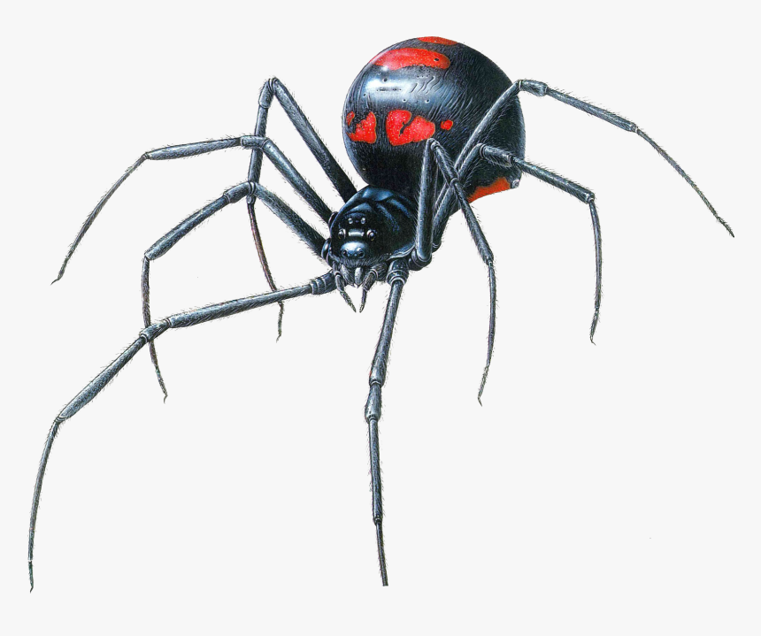 Black Widow Spider Transparent Png - Black Widow Close Up, Png Download, Free Download