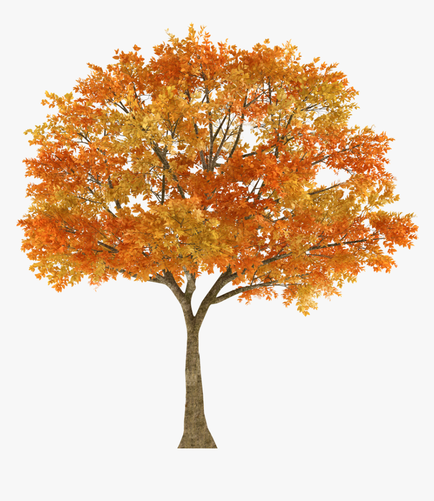 Autumn Tree Maple Oak Branch - Tree In Fall Png, Transparent Png, Free Download