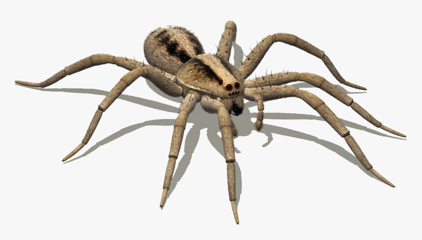 Body Of Spider, HD Png Download, Free Download