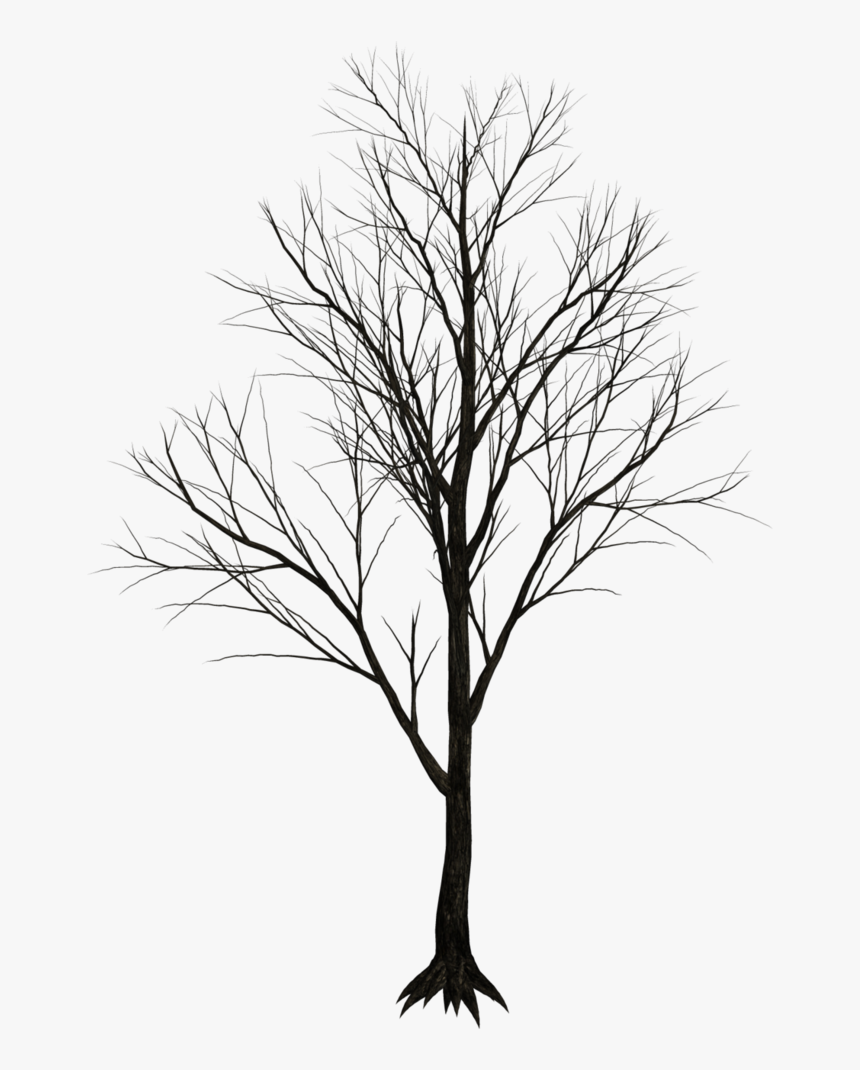 Black Tree White Background, HD Png Download, Free Download