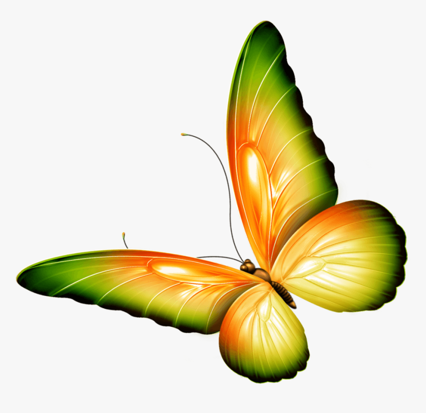 Clip Art Photoshop - Butterfly Clipart Transparent, HD Png Download, Free Download