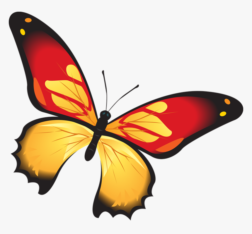 Butterfly, Colorful, Red, Orange, Insect, Decoration - Kupu Kupu Warna Merah, HD Png Download, Free Download