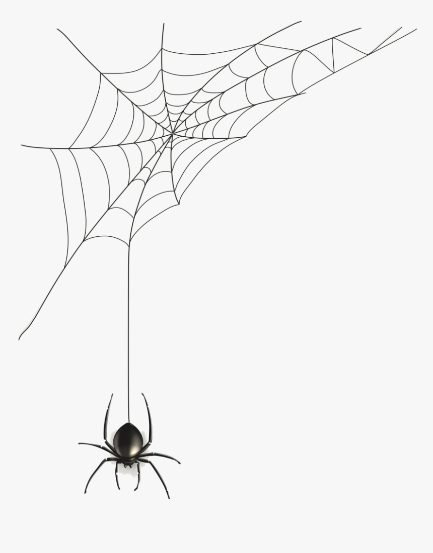 Spiders Tri State Spiderpic - Halloween Spider Web Drawing, HD Png Download, Free Download