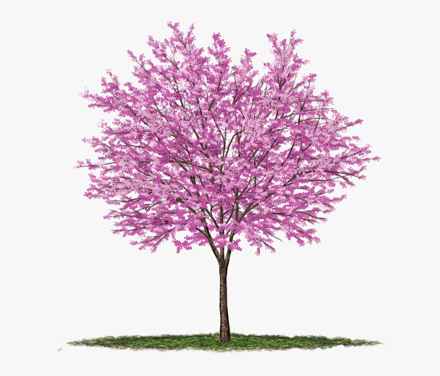 Розовое дерево без листьев. Цветущее дерево на белом фоне. Цветущее дерево на прозрачном фоне. Цветущее дерево без фона. Розовое дерево без фона.