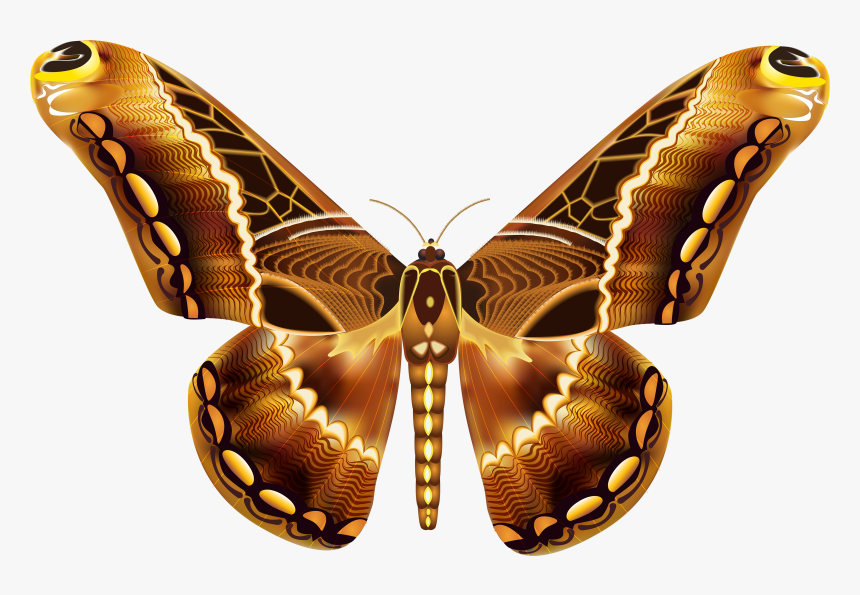 Beautiful Butterflies With Transparent Background, HD Png Download, Free Download