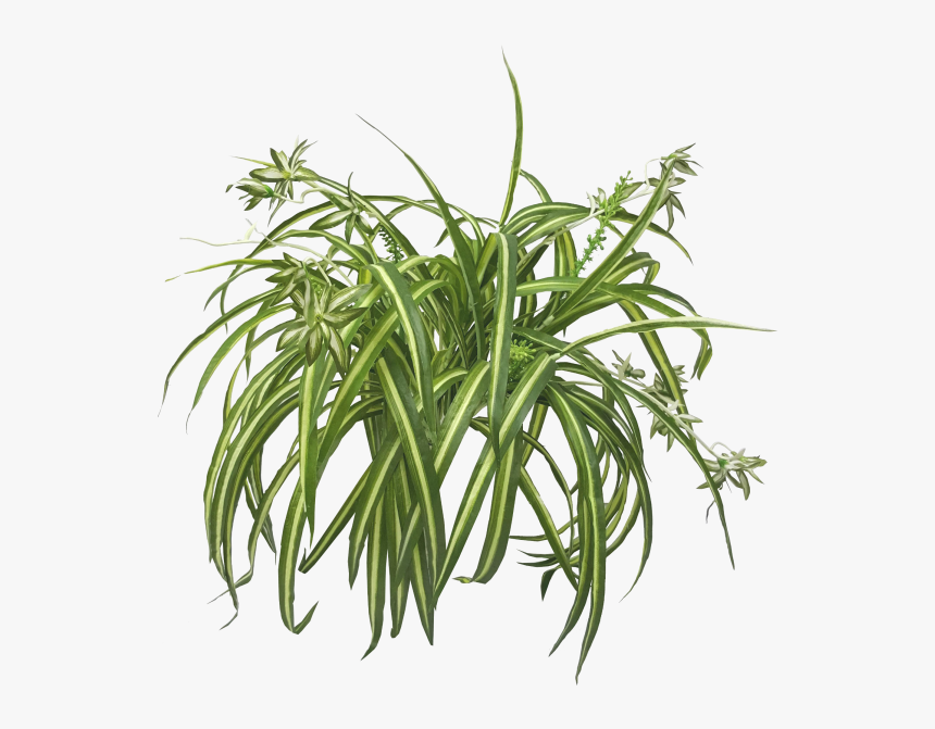 Chlorophytum Comosum De La Nasa Aire Limpio De Estudio - Transparent Spider Plant Png, Png Download, Free Download