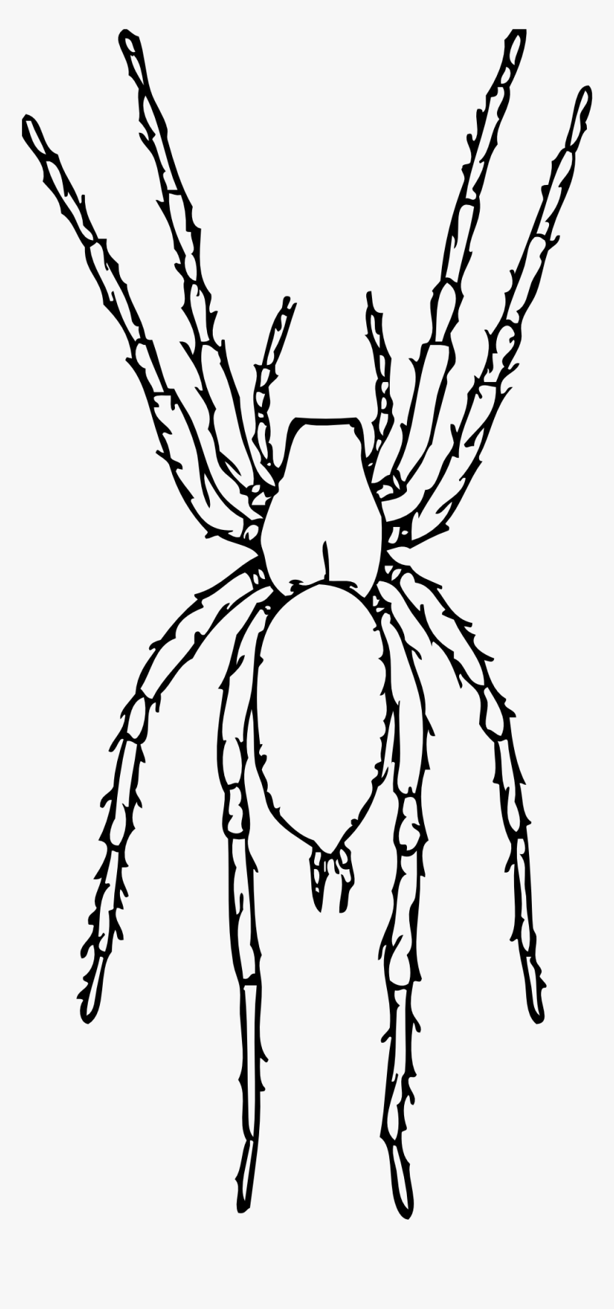 Similiar Black And White Spider Keywords - Spider, HD Png Download, Free Download