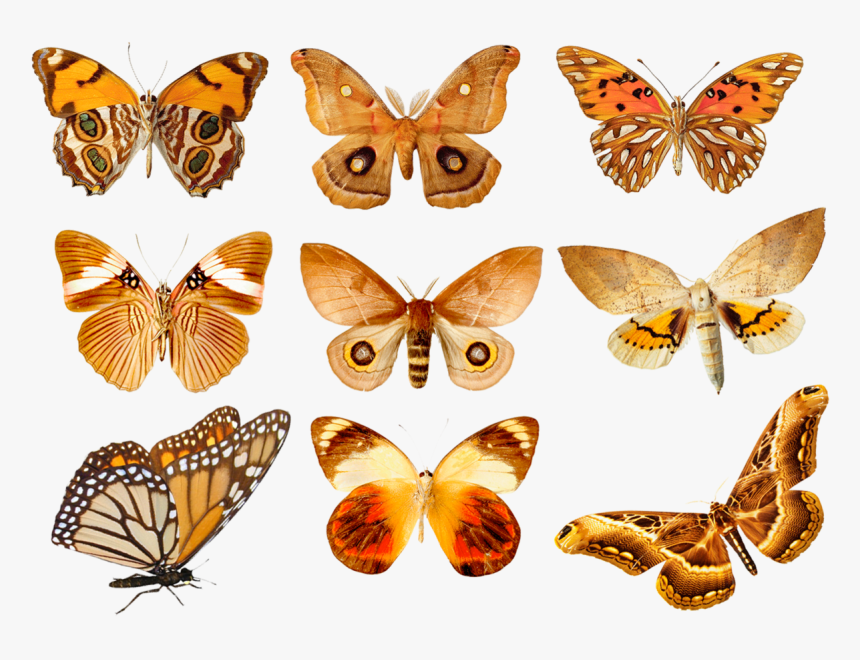 Orange Butterfly Png In Group - Butterfly Transparent, Png Download, Free Download