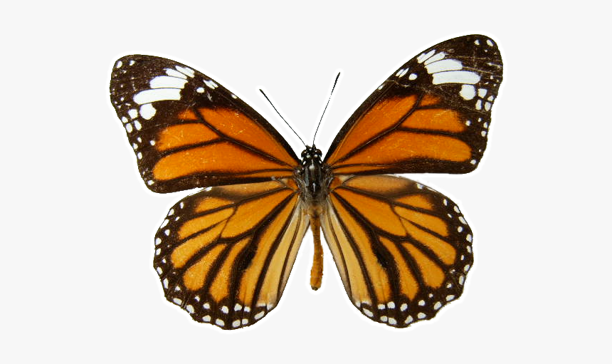 Danaus Genutia Transparent Background - Plain Tiger Butterfly Drawing, HD Png Download, Free Download