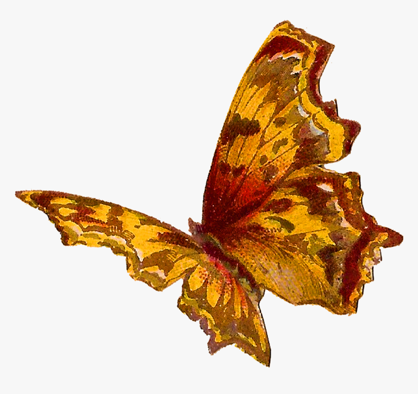 Antique Images Royalty Free - Transparent Butterfly Orange Yellow, HD Png Download, Free Download