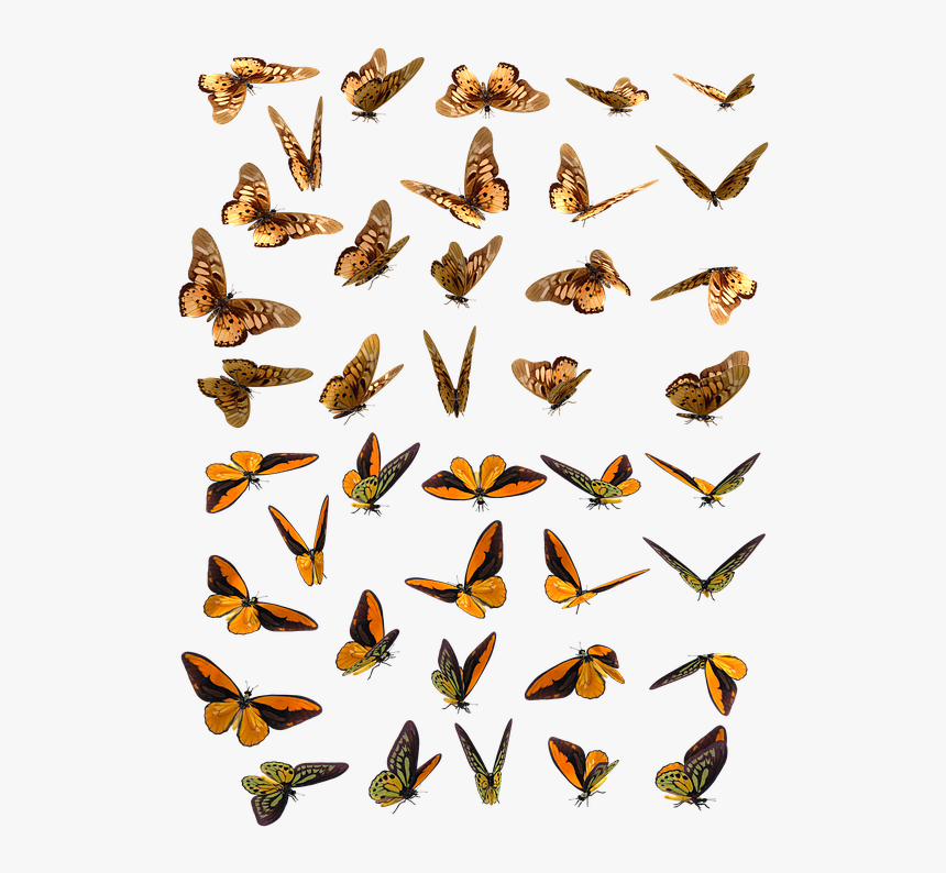 Butterfly, Butterflies, Insect, Swarm, Orange, Brown - Butterfly Swarm Png, Transparent Png, Free Download