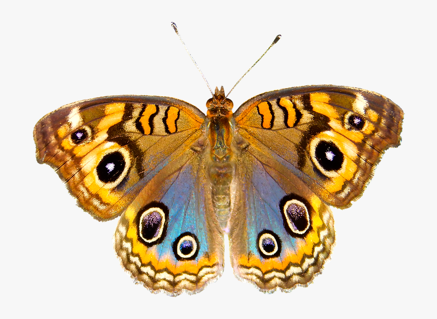 Nature, Animals, Butterfly, Insect, Flying, Wing, Probe, HD Png Download, Free Download