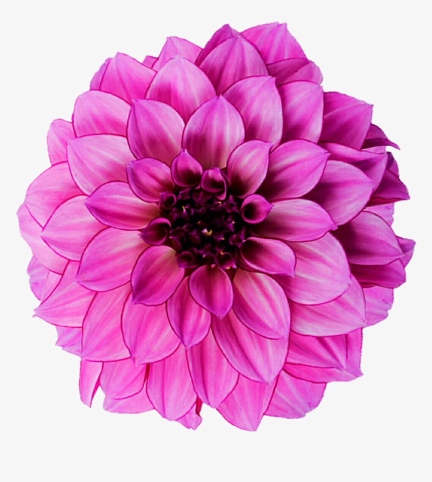 Dahlia Flower Royalty-free Photography - Dahelia Flower Png, Transparent Png, Free Download