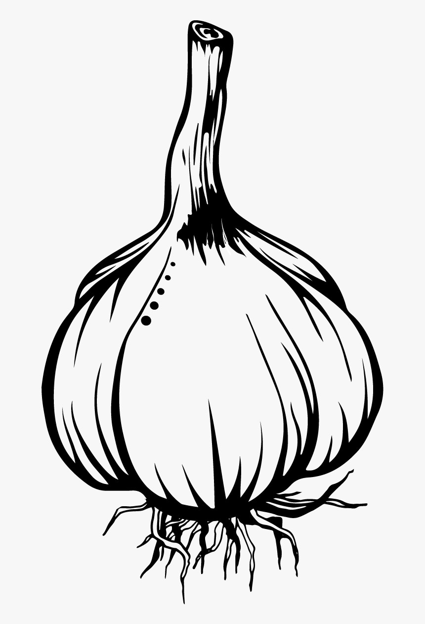 Onion Clipart Drawing - Yellow Onion, HD Png Download, Free Download