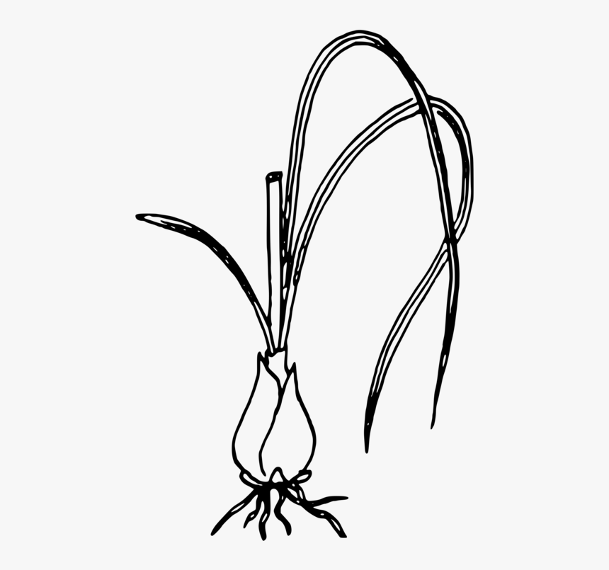 Line Art,plant,flower - Green Onion Black And White, HD Png Download, Free Download