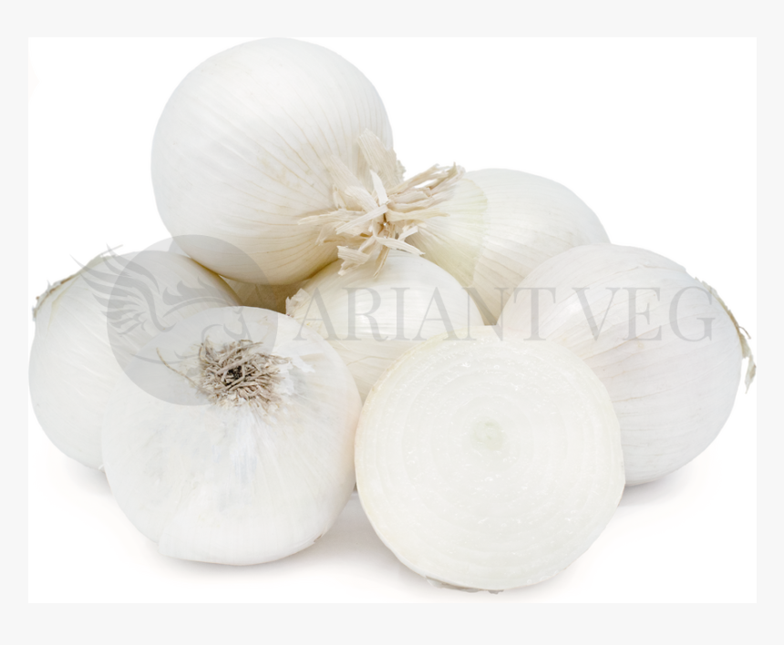 Elephant Garlic, HD Png Download, Free Download