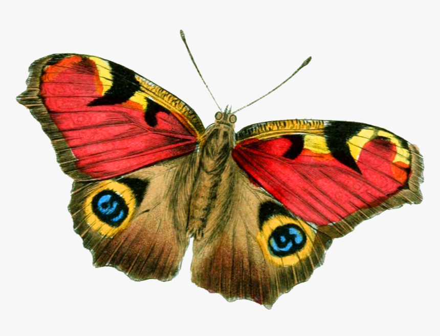 Butterfly Png Yellow Red, Transparent Png, Free Download