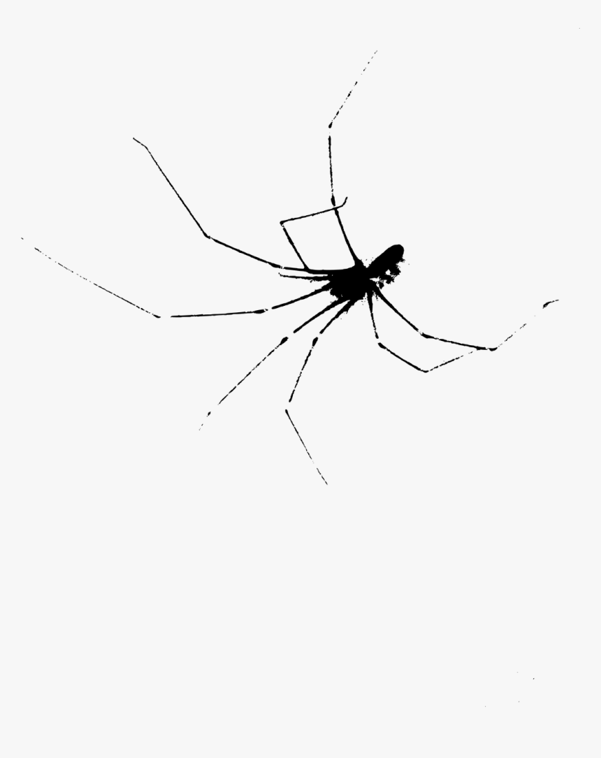 Tangle-web Spider, HD Png Download, Free Download