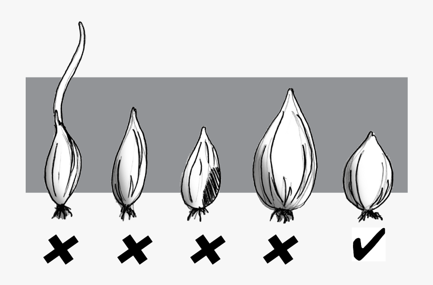 Grow White Onion - Planting Onion Sets, HD Png Download, Free Download