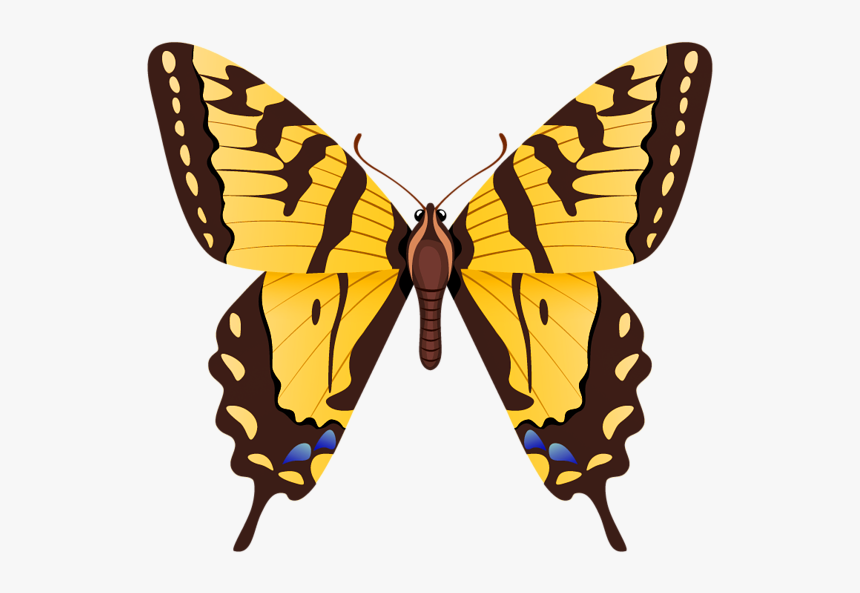 Tiger Swallowtail Butterfly Png, Transparent Png, Free Download