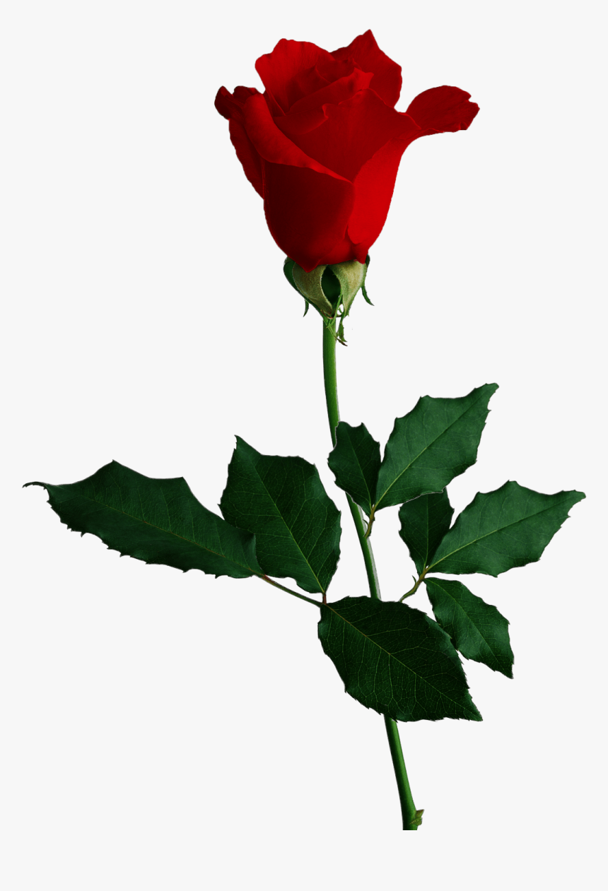 Transparent Red Rose Png - Red Rose No Background, Png Download, Free Download
