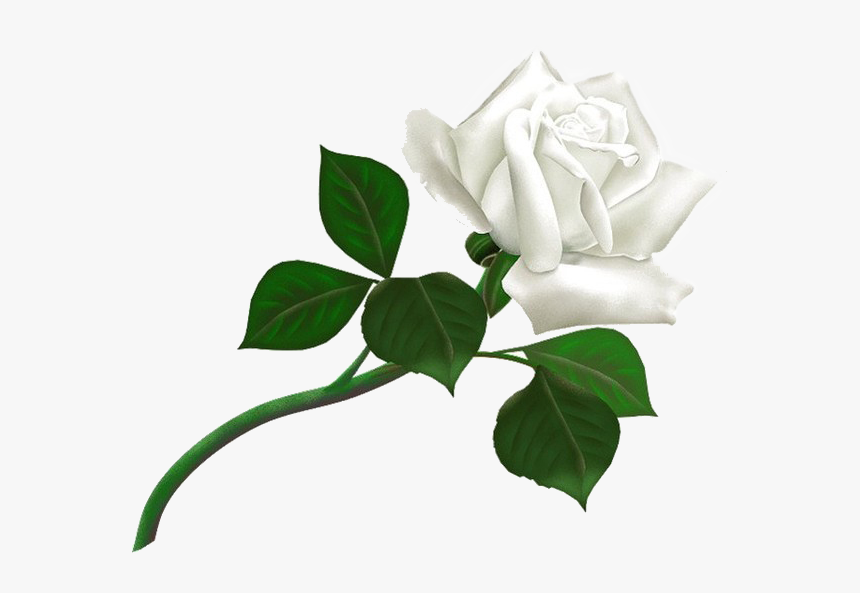 Download White Rose Transparent Background - White Rose Png, Png Download, Free Download
