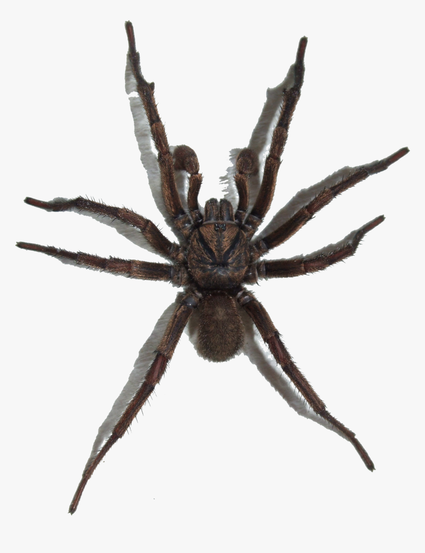 Spider Transparent Png, Png Download, Free Download