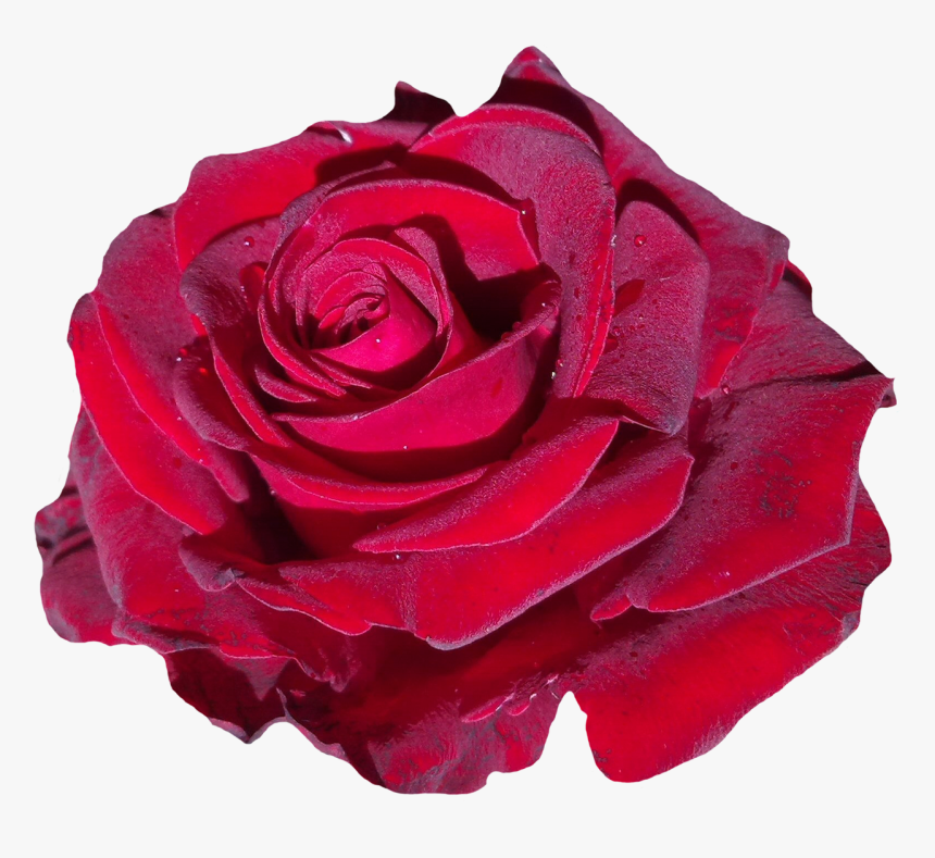 Red Rose Flower Png Image - Rose Single Red Flower Png, Transparent Png, Free Download