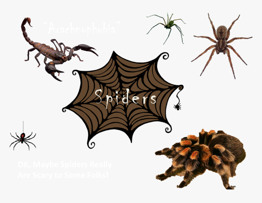 Spider Collage - Insect, HD Png Download, Free Download