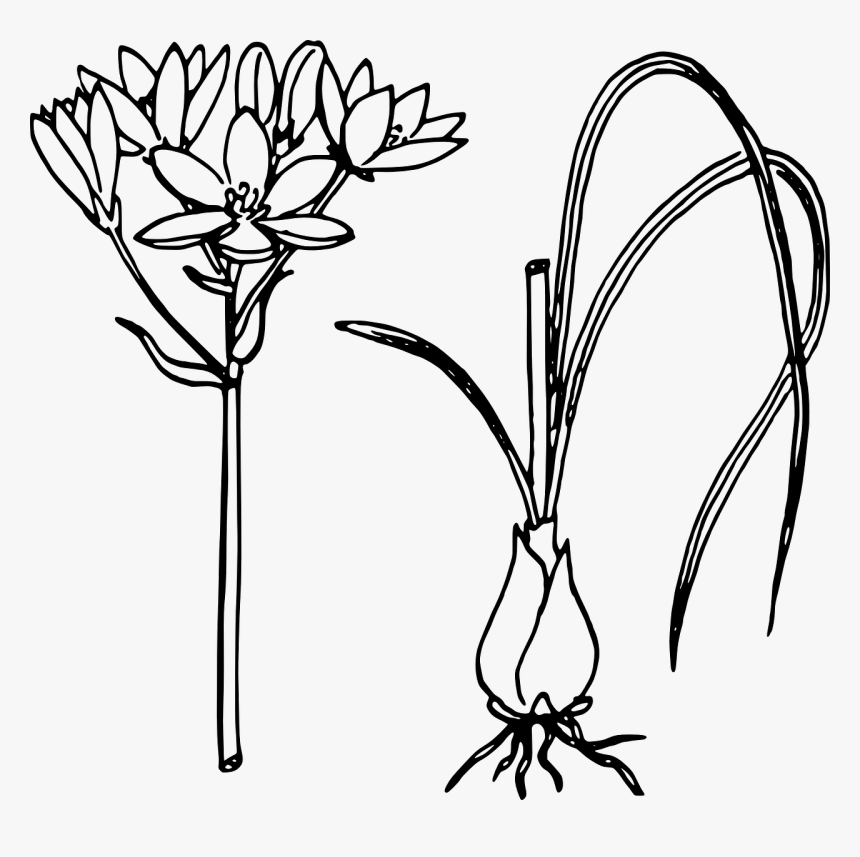 Onion Plant Clipart Black And White, HD Png Download, Free Download