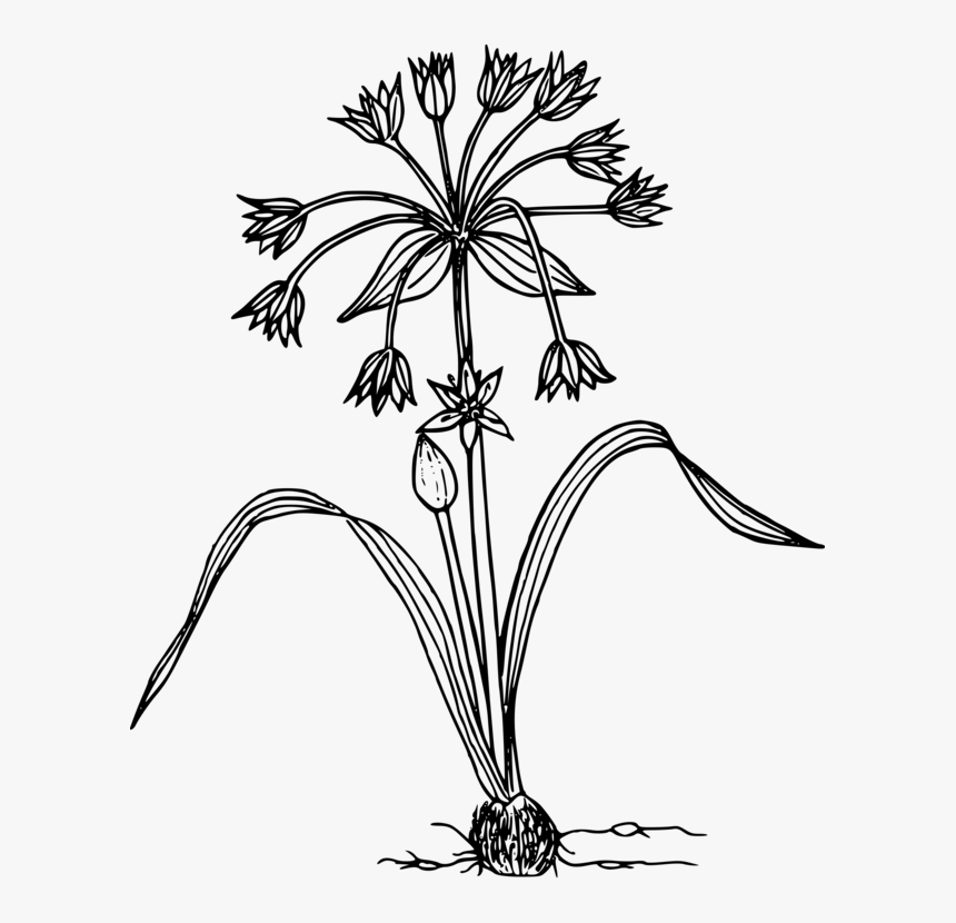 Drawing Bushes Black And White - Wildflower In Black And White, HD Png Download, Free Download