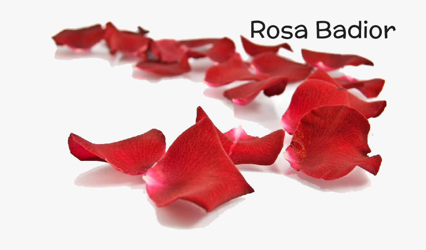 Transparent Petalos De Rosa Png - Artificial Flower, Png Download, Free Download