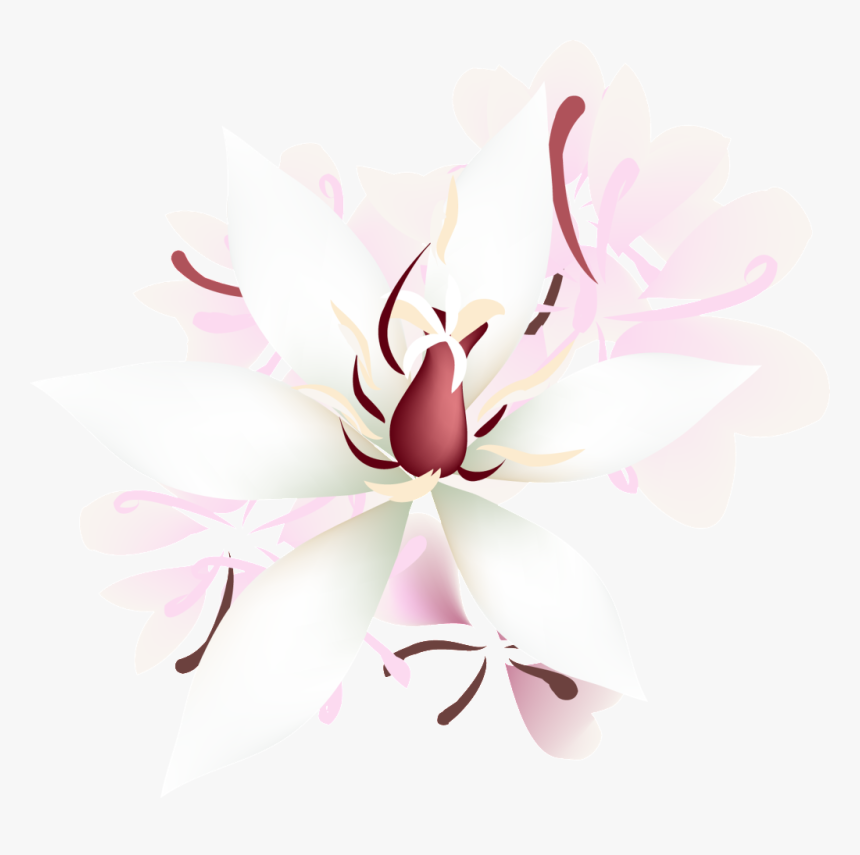 Petalos De Rosa Transparente Png Decorativo - Magnolia, Png Download, Free Download