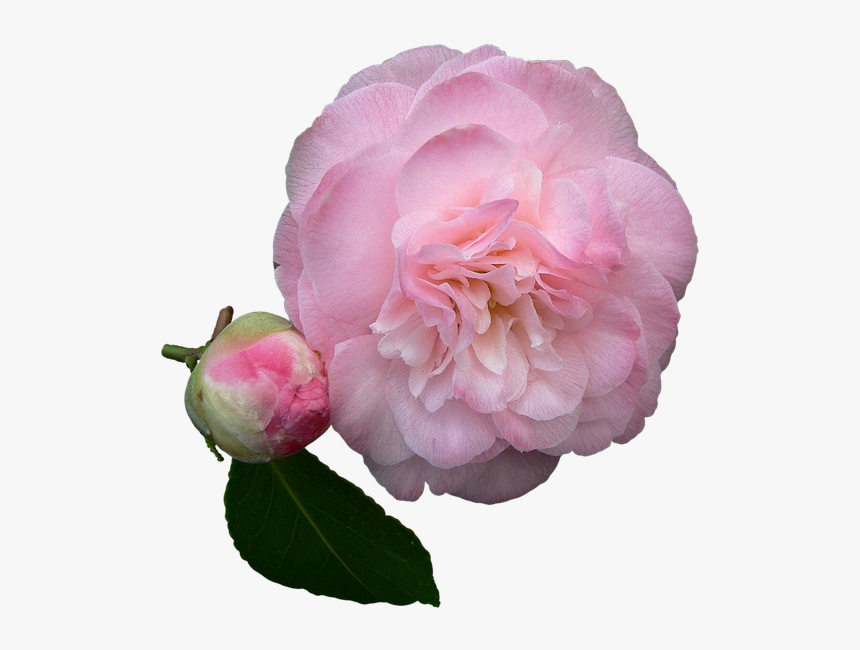 Camelia, Flor, Pétalos De Rosa, Plena Floración, HD Png Download, Free Download