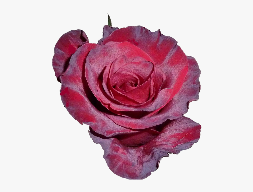 Rose, Flor Color De Rosa, Té, Pétalos De Rosa, Jardín, HD Png Download, Free Download