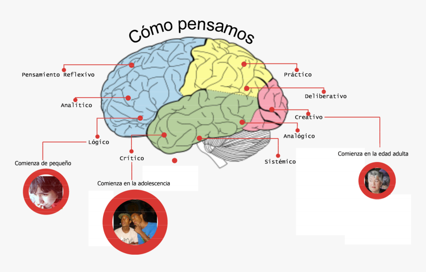 Lobes Of The Brain, HD Png Download, Free Download