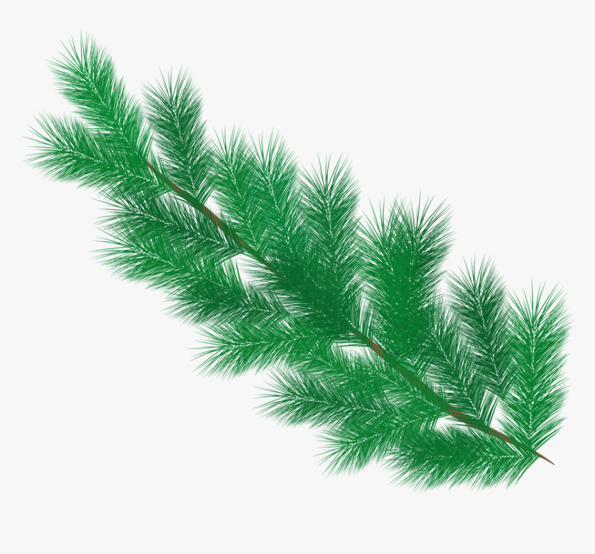 Fir Tree, Branch, Pine Needles, Needles, Winter, Green - Pine Tree Leaves Png, Transparent Png, Free Download