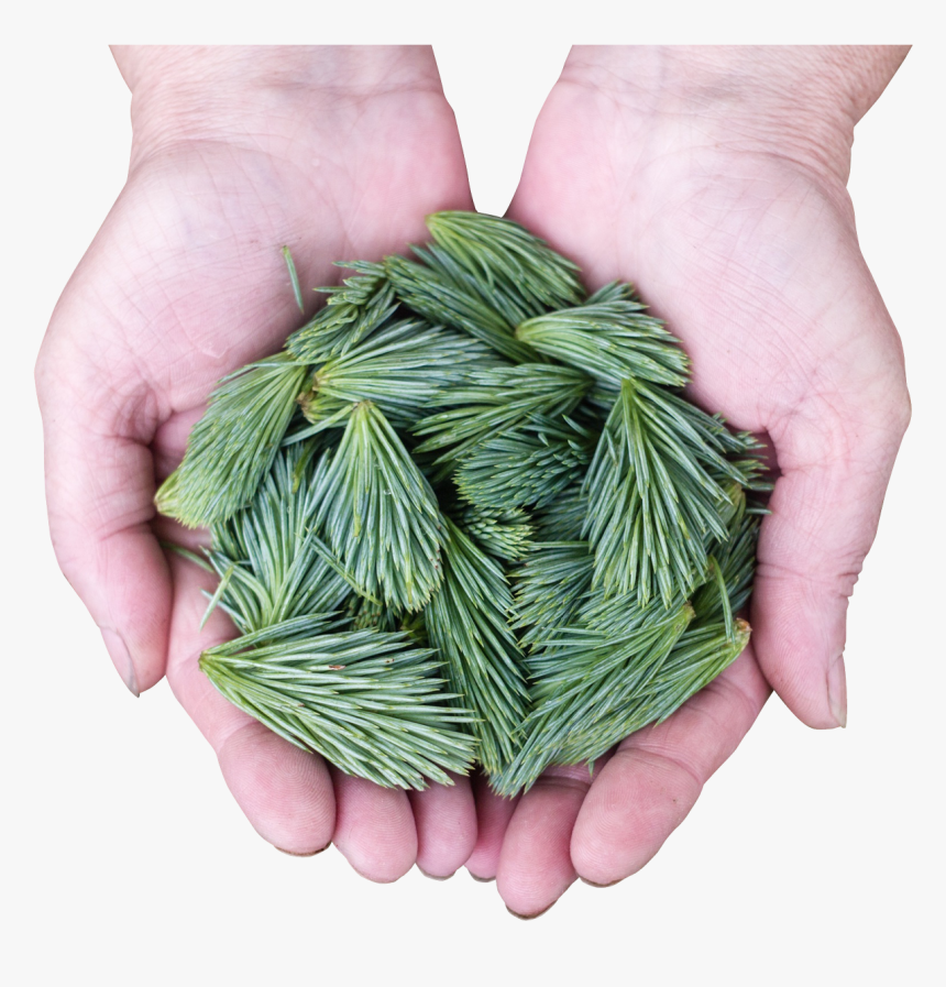 Pine Leaves Png Image - Pine, Transparent Png, Free Download