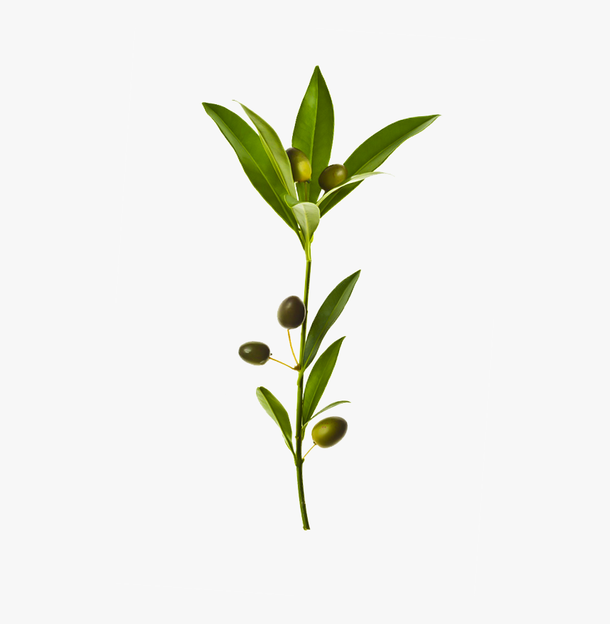 Branch Leaf Transprent Png - Olive Tree Leaves Png, Transparent Png, Free Download