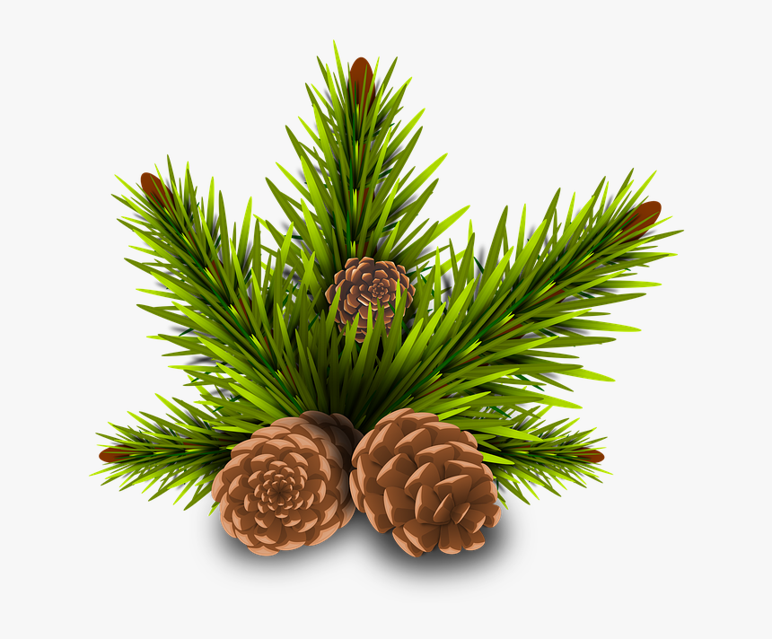 Pinheiro, Pine Cones, Tree, Branch, Rama, Leaves - Christmas Acorn Png, Transparent Png, Free Download