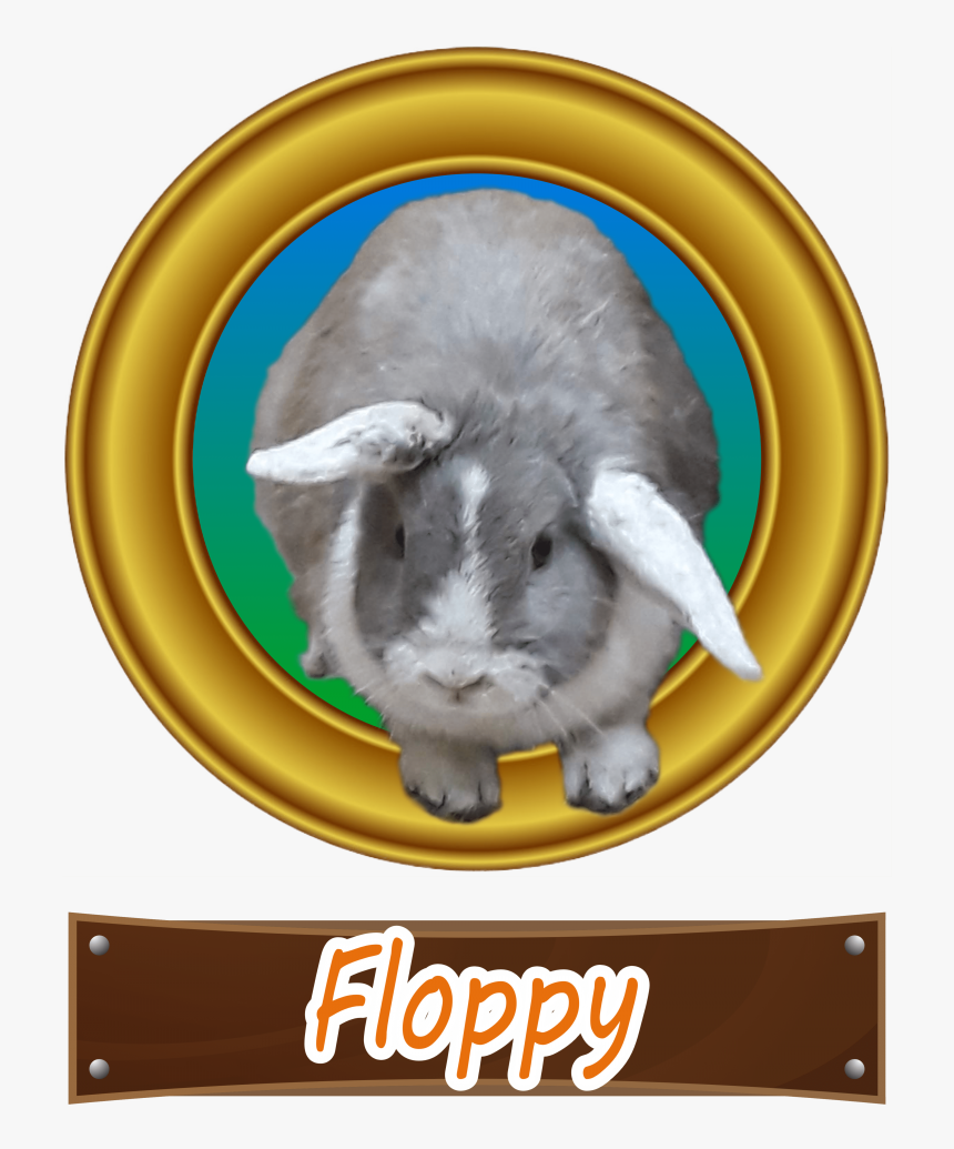 Floppy - Domestic Rabbit, HD Png Download, Free Download