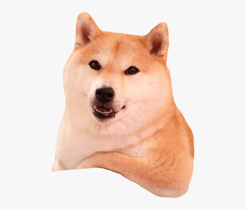 Akita - Shiba Inu Without Background, HD Png Download, Free Download