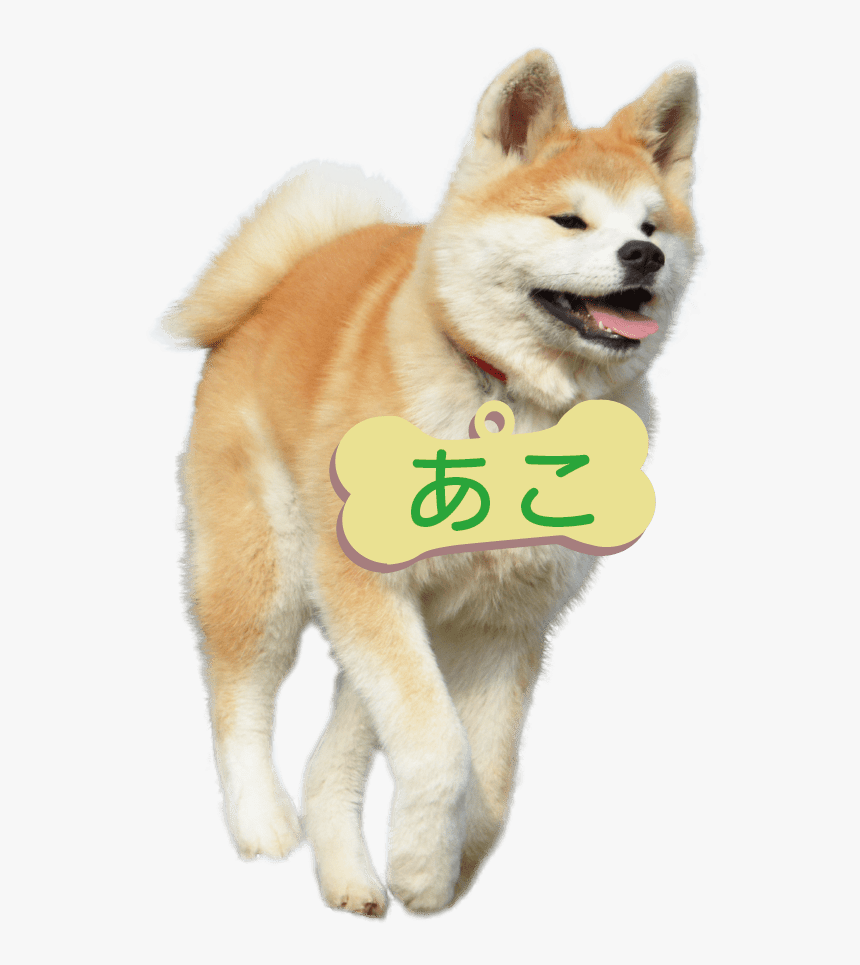 Transparent Akita Png - Dog Yawns, Png Download, Free Download