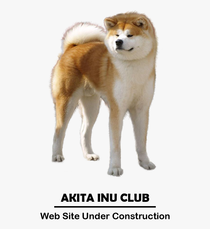 Akita Inu Club - Akita Inu, HD Png Download, Free Download