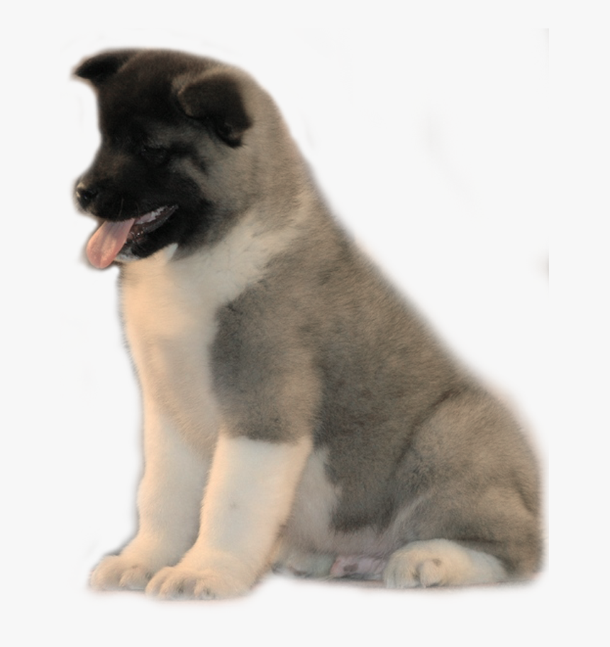 Png American Akita, Transparent Png, Free Download