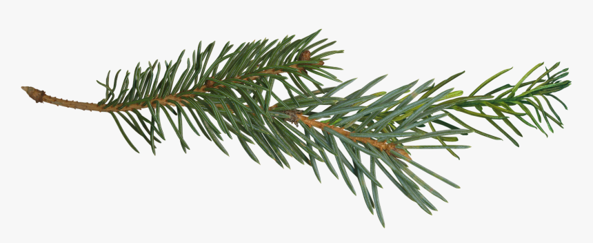 Pine Tree Branch Png, Transparent Png, Free Download