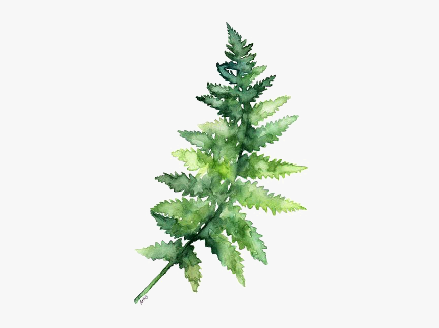 Leaves Fern Watercolor Printing Green Paper Painting - Watercolor Fern Png, Transparent Png, Free Download